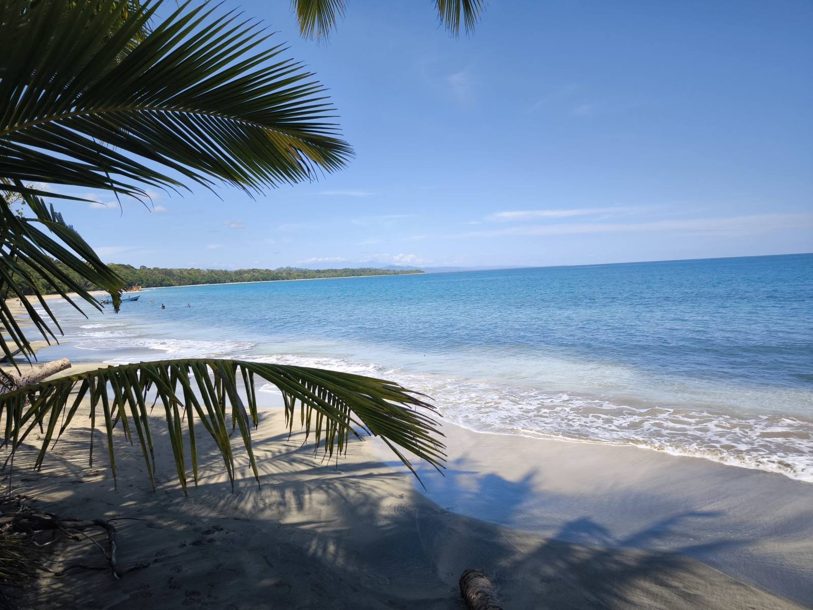 Palm-fringed beach and turquoise water