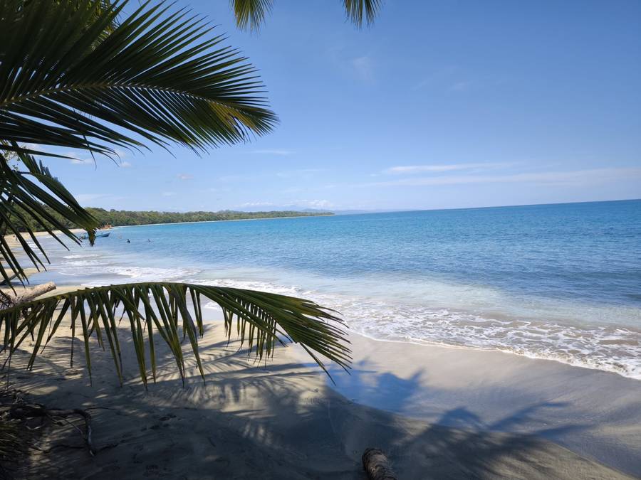 Palm-fringed beach and turquoise water