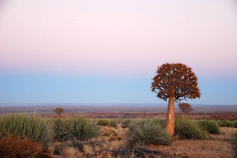 Desert landscape at dawn