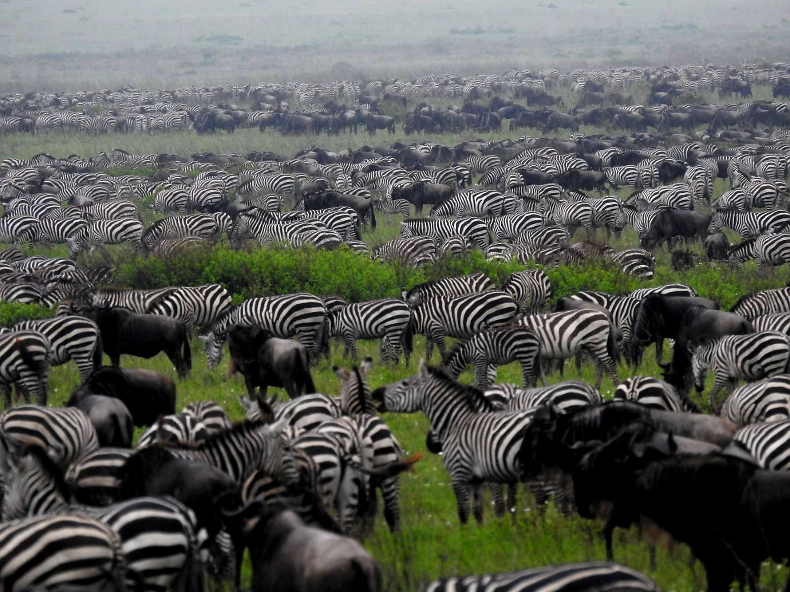 Wildebeest on the East African migration