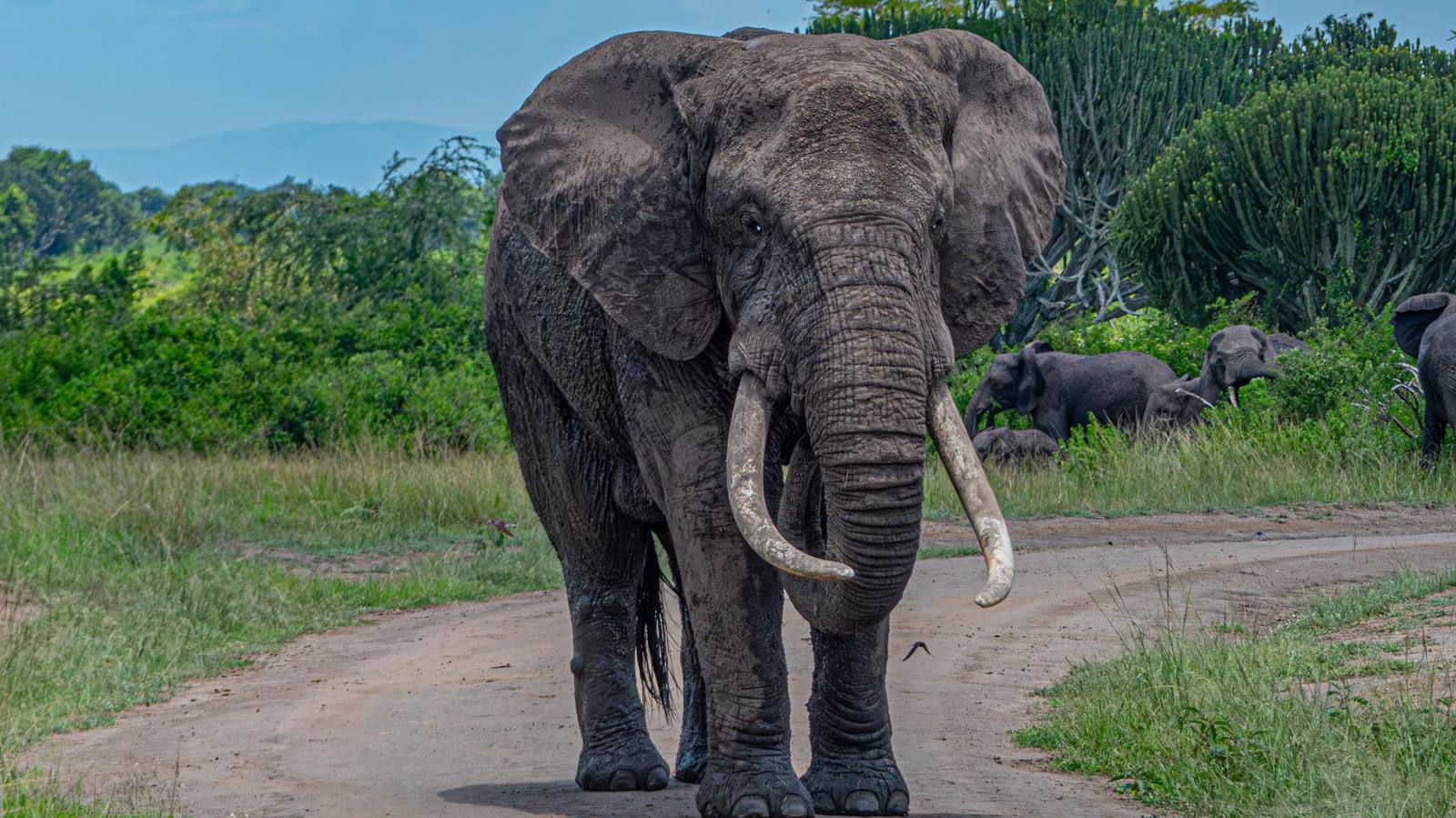 African elephant on the savanna