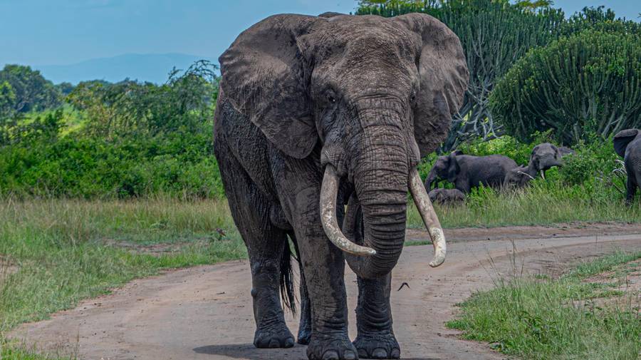 African elephant on the savanna